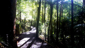 path-july2014