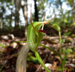 Kauri Greenhood Pterostylis agathicola