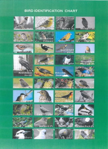 bird-identification-chart