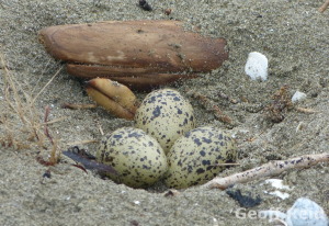 New Zealand bird eggs, dotterel eggs, okura bush
