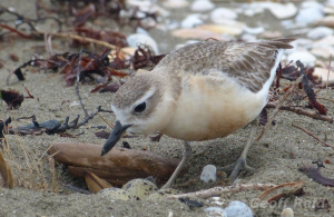 dotterel, north isaland dotterel