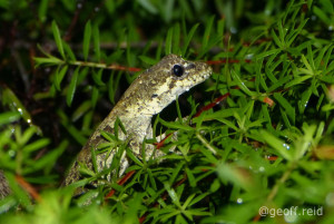 Forest gecko@