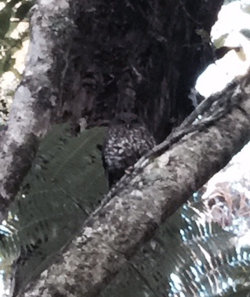 Ruru (morepork)