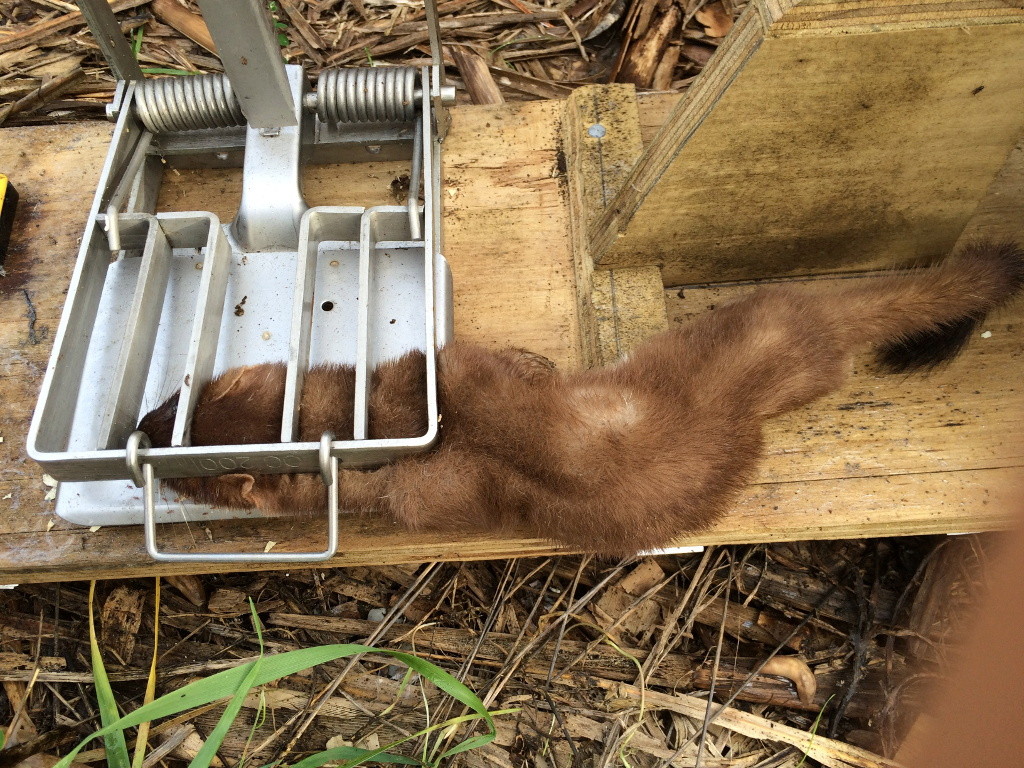 mustelid-in-trap