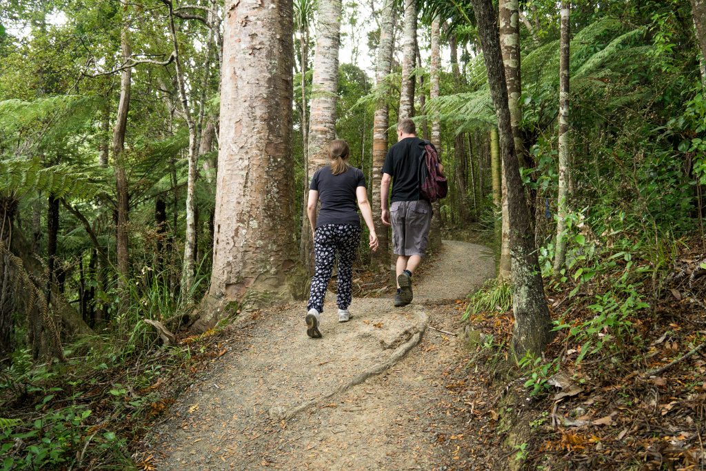 Gravel directly on top of kauri roots during the last track upgrade