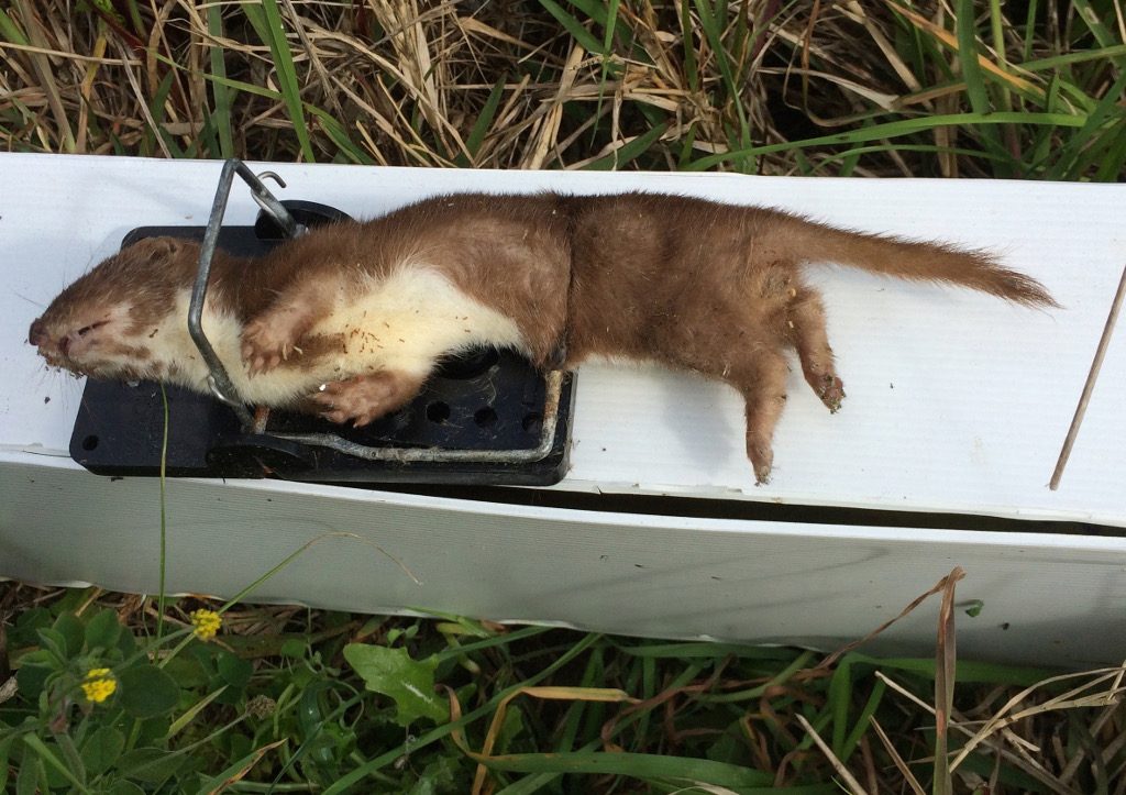 stoat-or-weasel-1-autumn2016