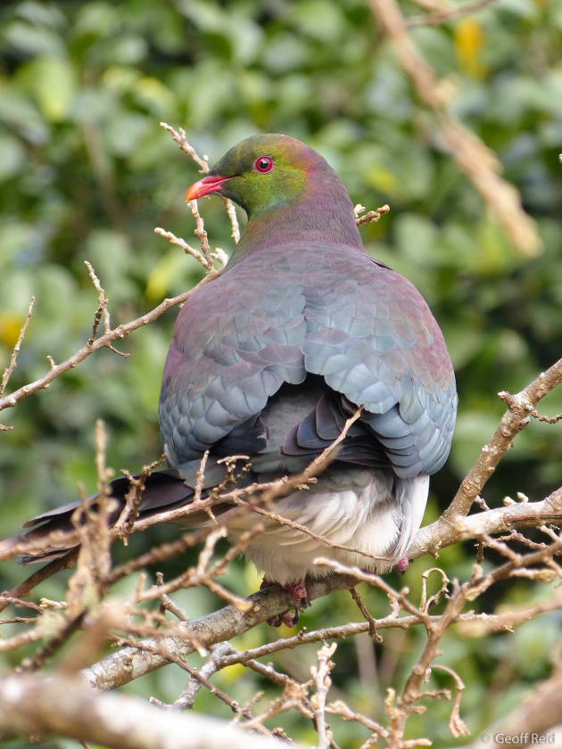 Kereru in Okura Bush
