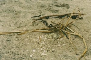 NZ Dotterel nest
