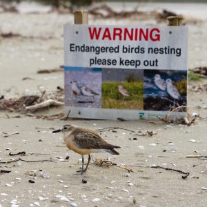 Dotterel