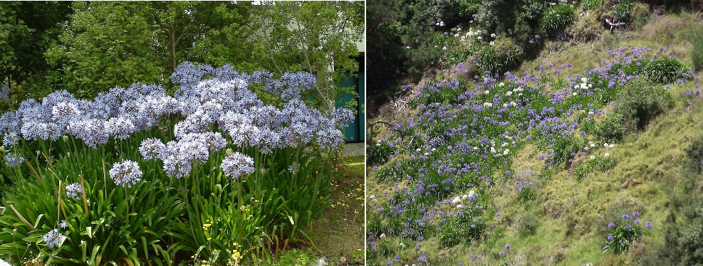 Agapanthus
