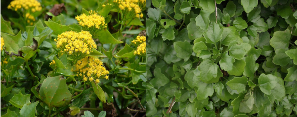 Cape ivy