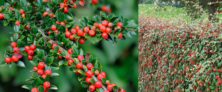 Cotoneaster berries and hedge