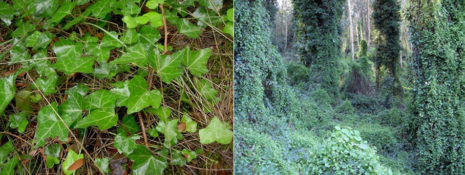 English Ivy