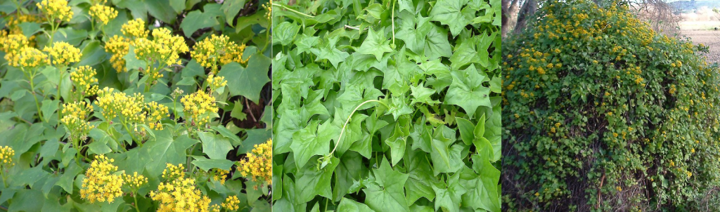 German Ivy