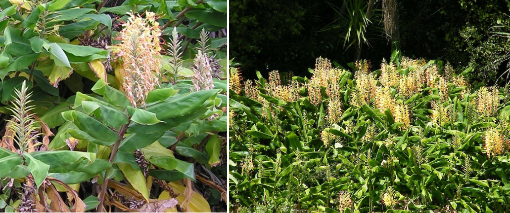 Wild ginger