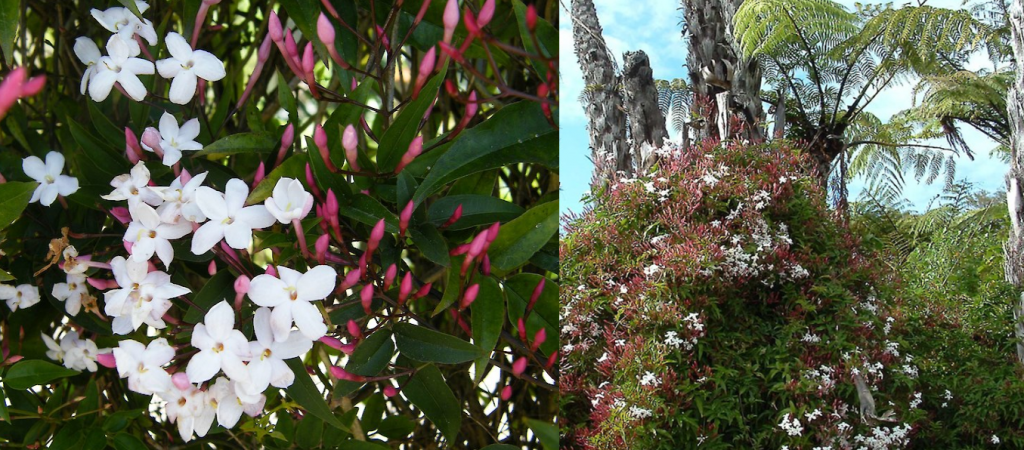Jasmin flowers and vine
