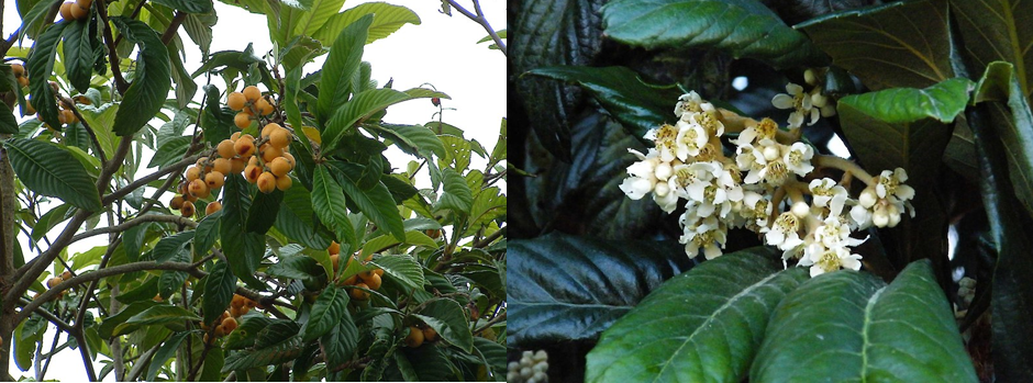 Loquat fruit and flowers