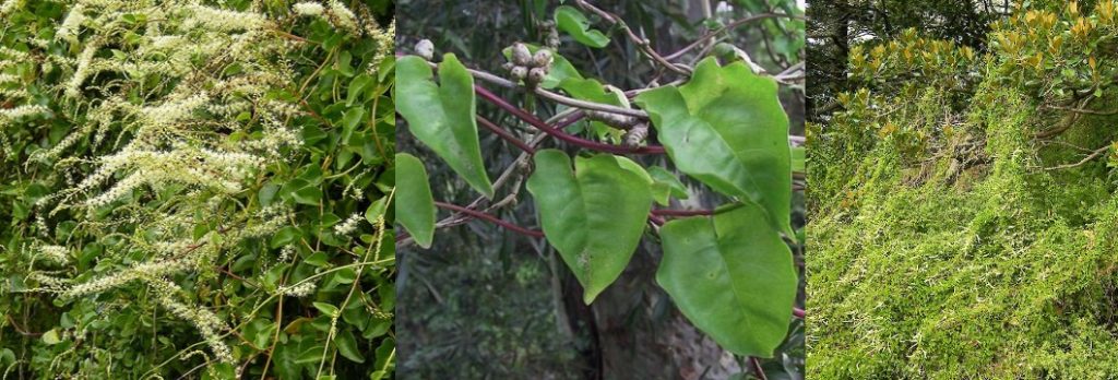 Madeira vine