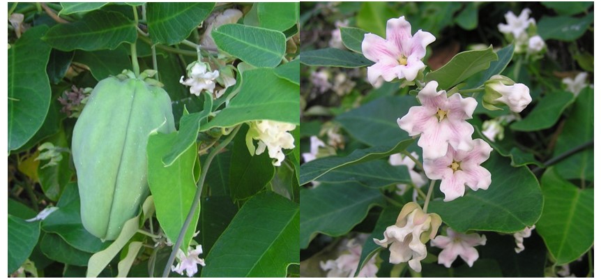 Moth plant pods and flowers