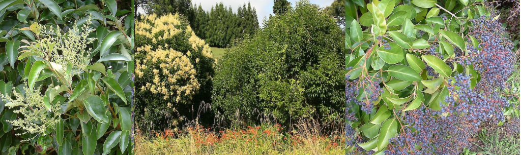 Tree privet