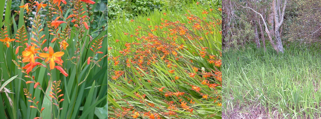 Montbretia
