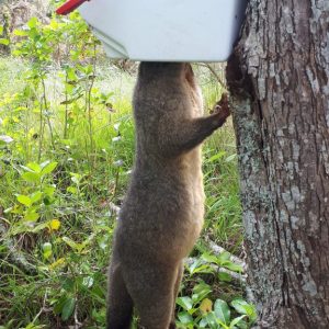 Possum in trap