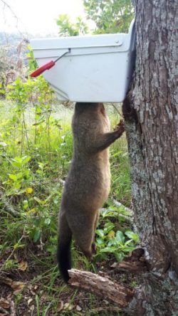 Possum in trap
