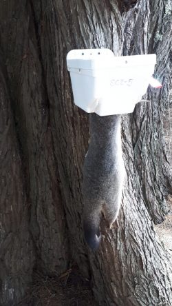 Possum in trap