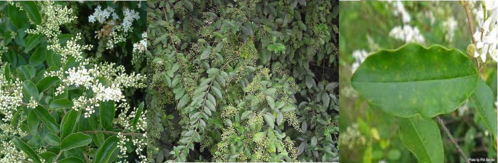 Chinese privet