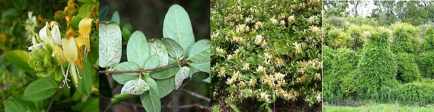 Japanese honeysuckle