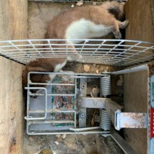 Stoat in a DOC trap