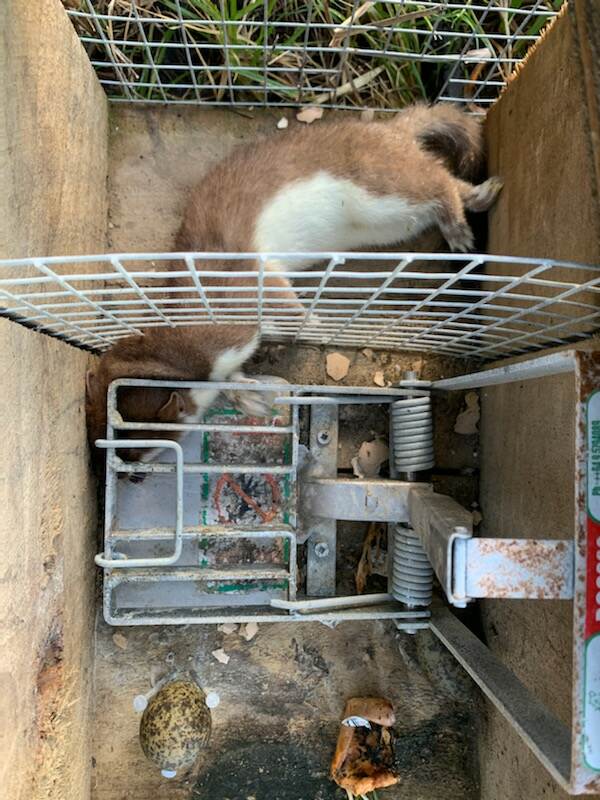 Stoat in a DOC trap