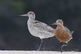 Bar-tailed Godwits
