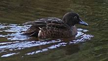 Brown Teal