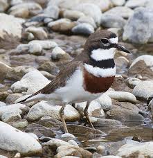 Banded Dotterel