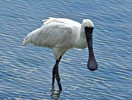 Spoonbill