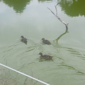 Pateke/Brown Teal on the lagoon