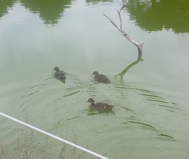Pateke/Brown Teal on the lagoon