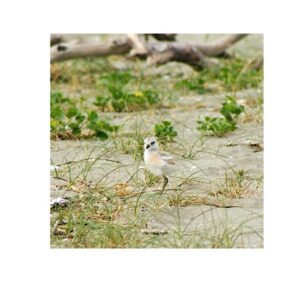 Weiti 2023 dotterel youngster