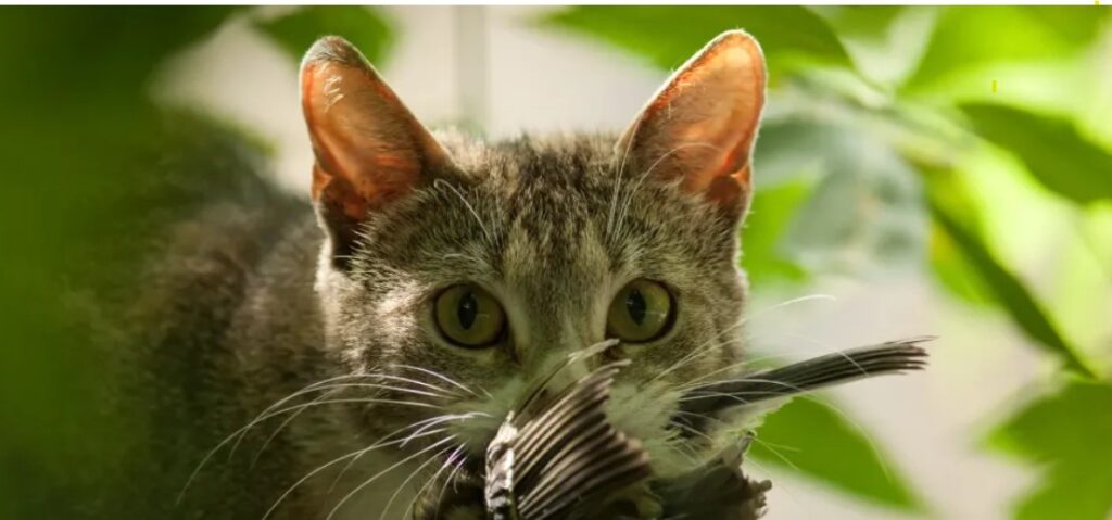 cat eating bird